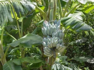 Blue Java banana trees