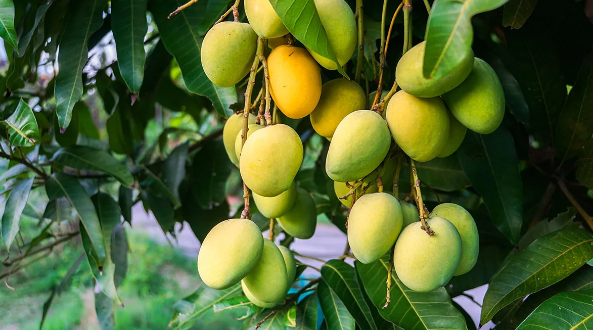 Kesar mango trees and fruits