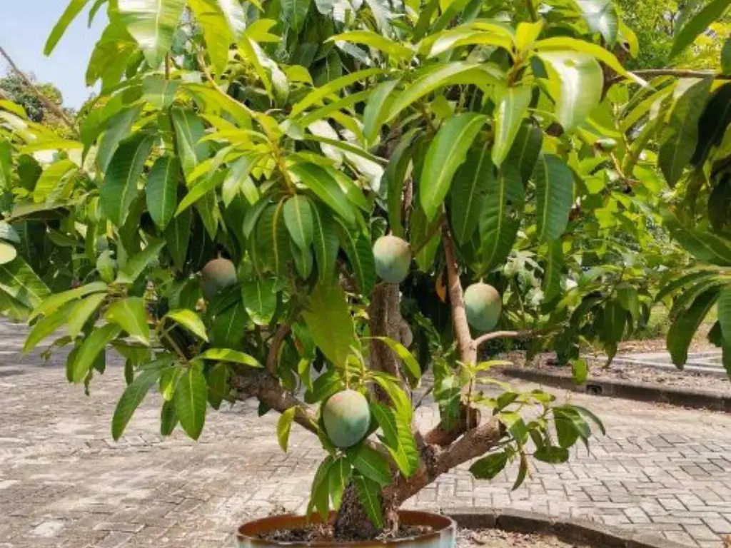 Kesar mango tree in a container, with small mangoes growing on the branches.