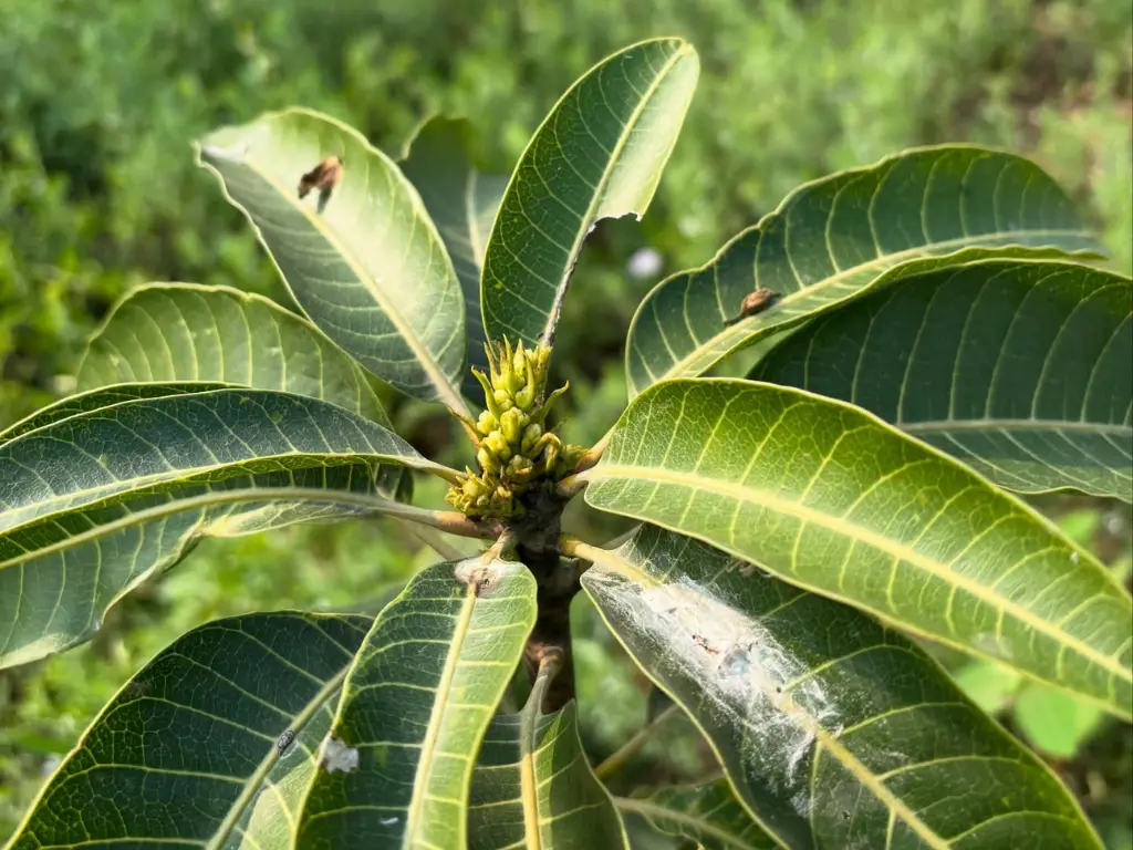 Kesar mango tree showing potential pests on leaves and early-stage fruit development.