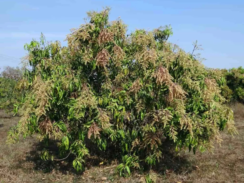 Kesar mango tree blooming, with flowers that will eventually turn into mangoes.