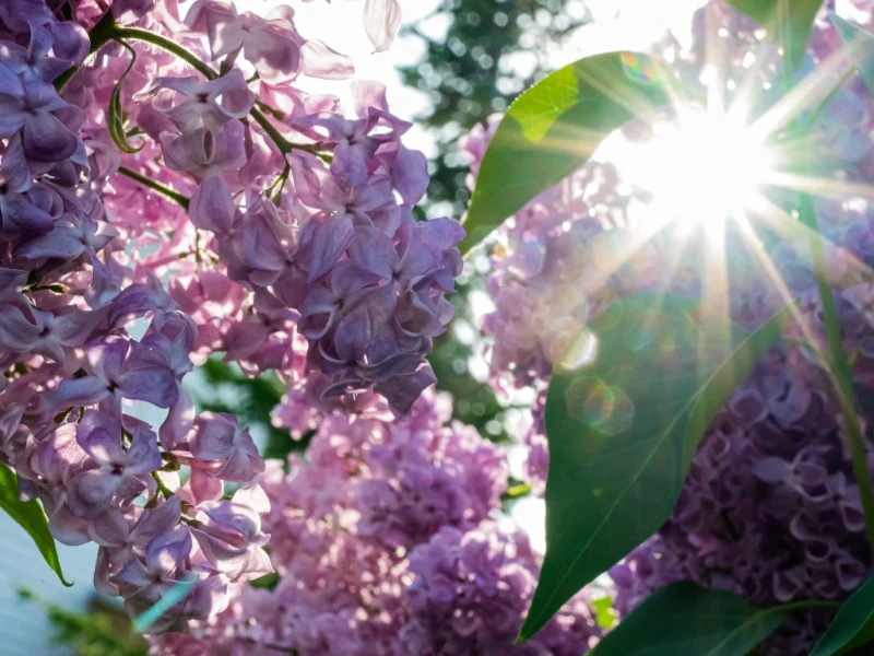Close-up of lilac flowers with sunlight shining through the petals.