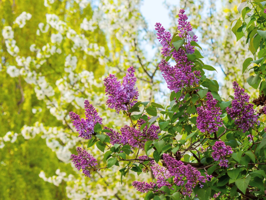 Purple lilac flowers blooming on a lilac bush