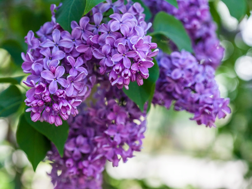 growing lilacs
