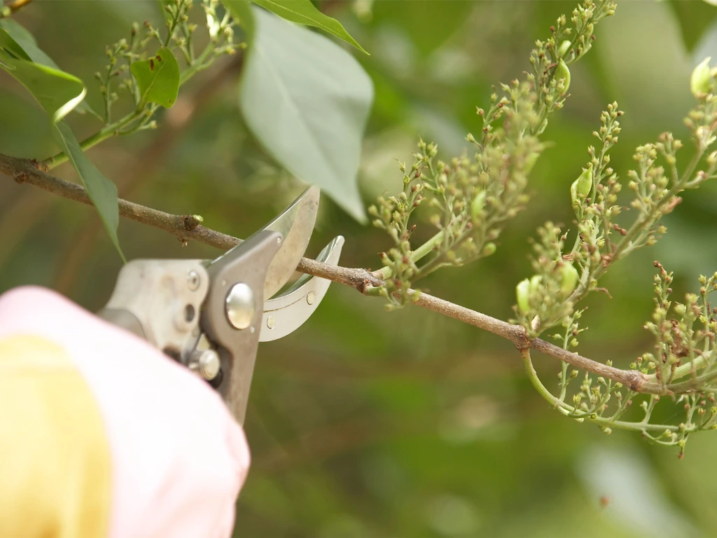 using pruning shears to trim lilac branches for better growth