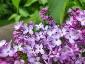 How to grow lilacs , Purple lilac flowers blooming against a blurred green background.