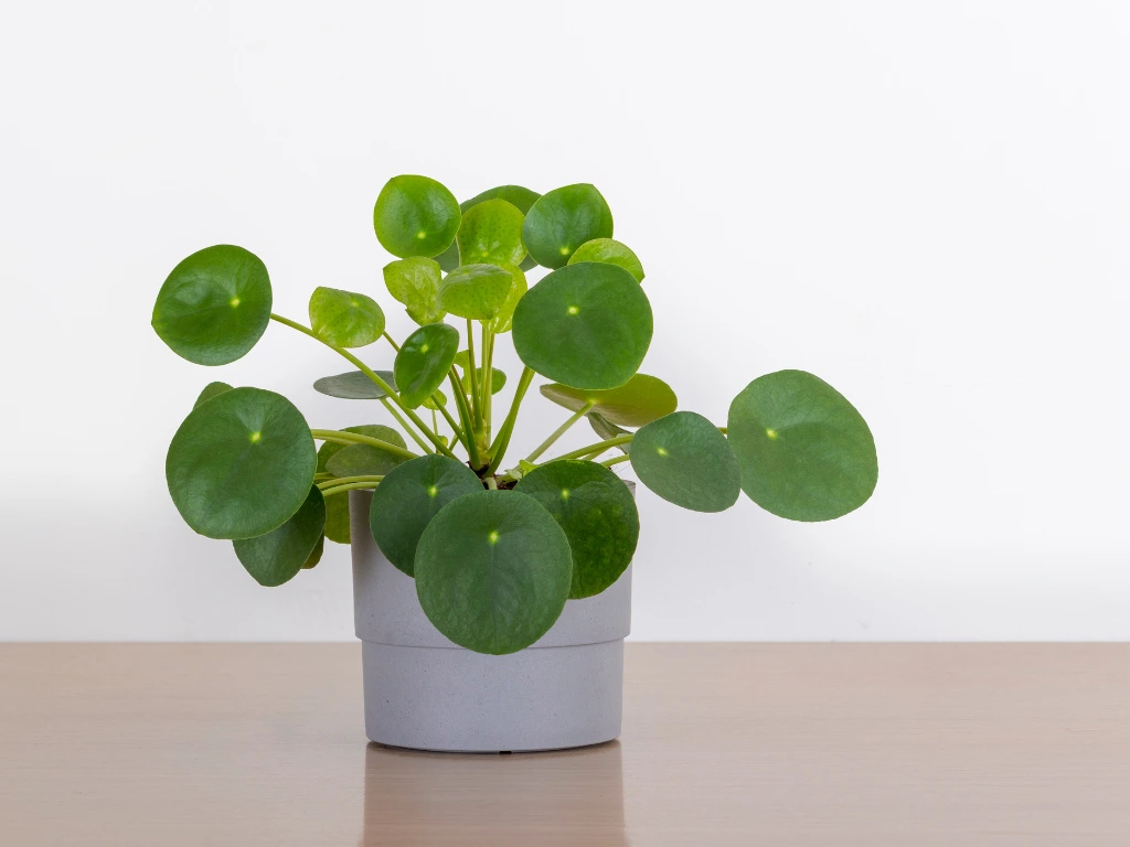 Money Plant - plants for mother's day