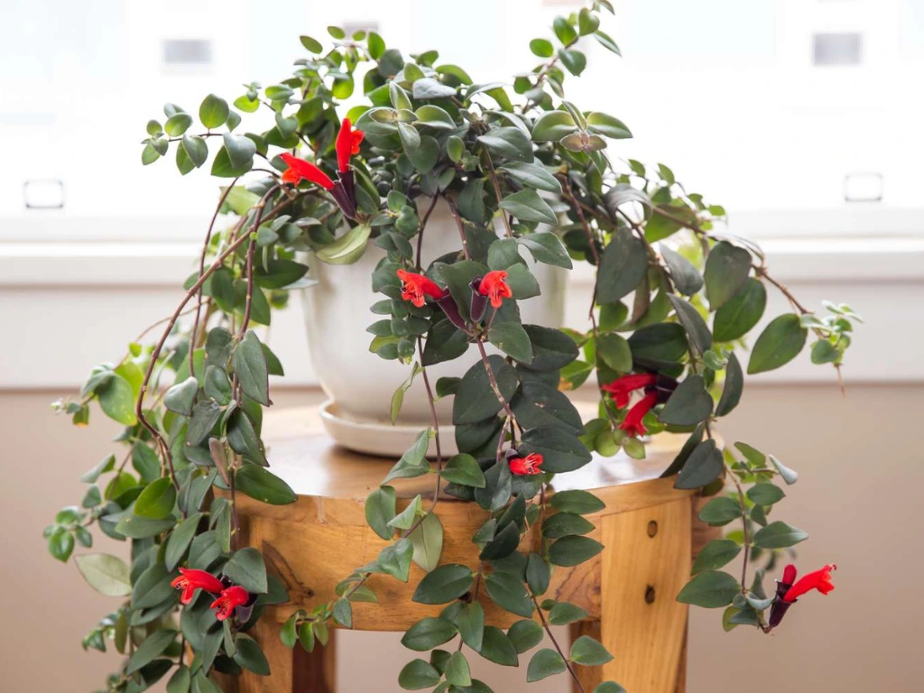 Lipstick Plant (Aeschynanthus radicans)