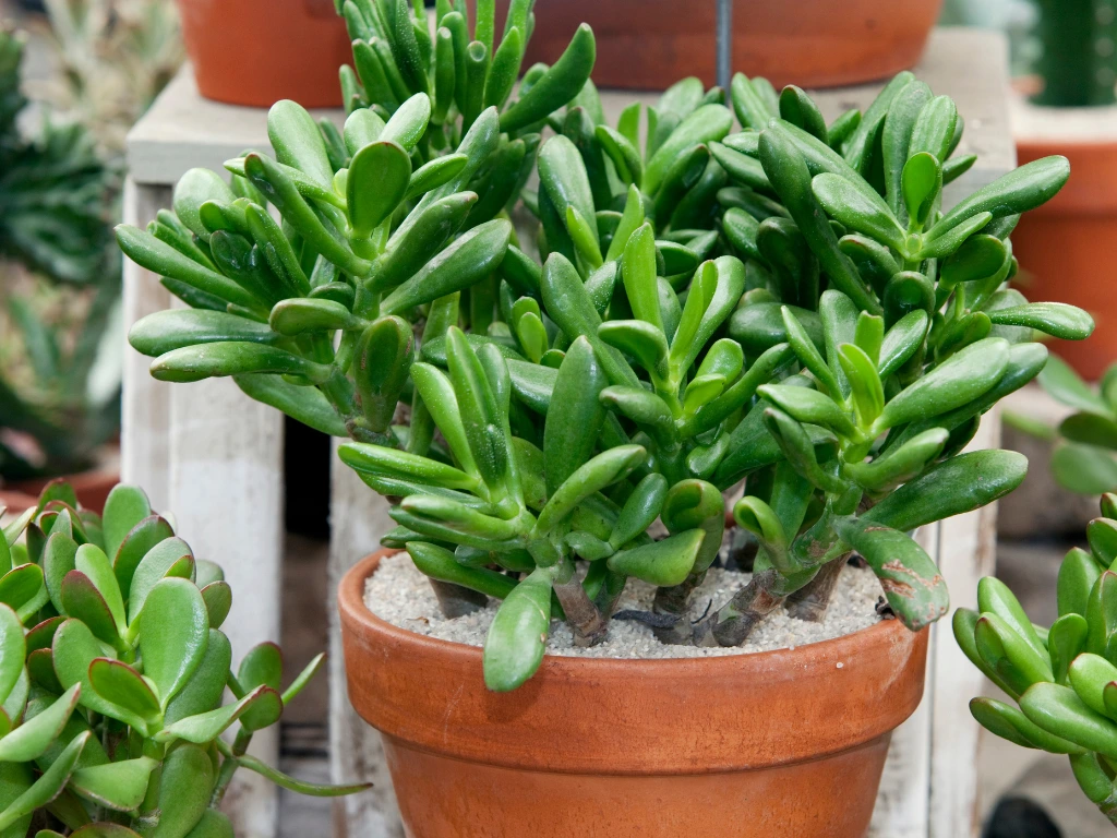 Jade Plant (Crassula ovata)