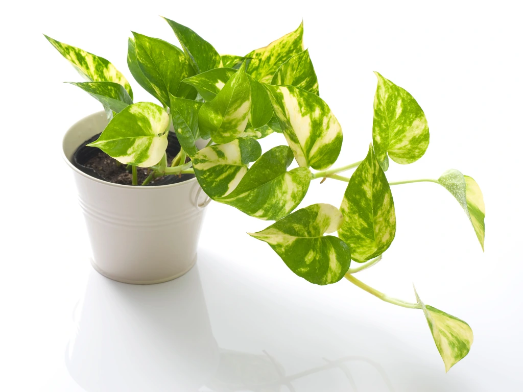 Golden Pothos - plant to honor dad