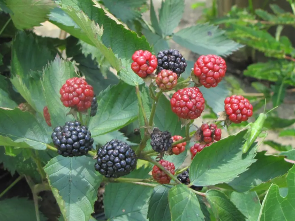 The rich red and black Sweetie Pie blackberries are ready to be harvested once they fully ripen, offering a sweet and juicy flavor.