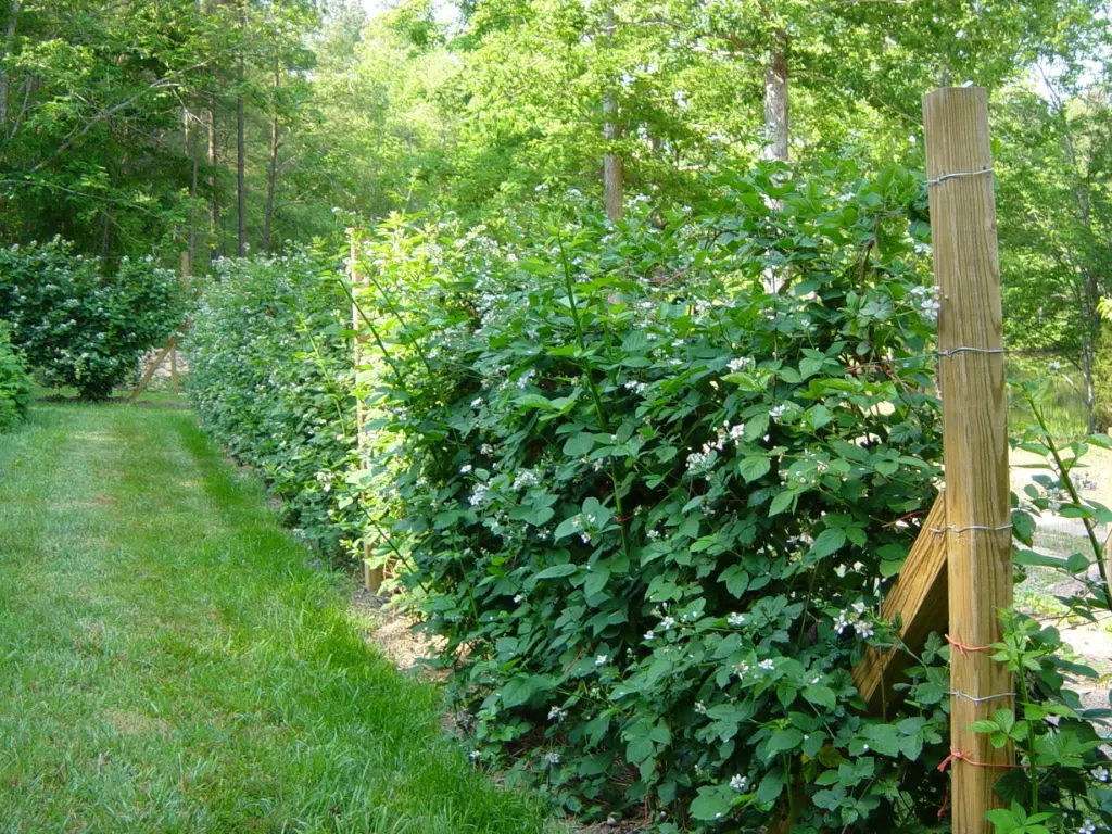 Sweetie Pie Blackberry Trellis