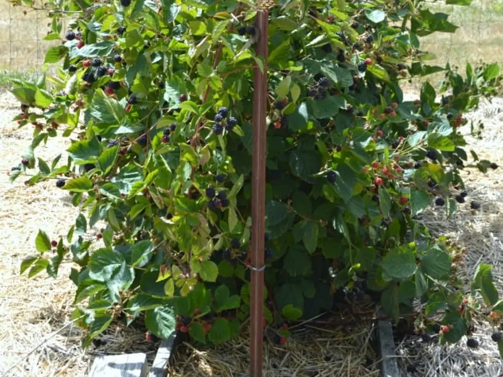 A vertical trellis structure supporting a healthy Sweetie Pie blackberry vine, with the berries beginning to ripen.