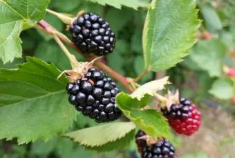 How to Build the Perfect Trellis for Sweetie Pie Blackberries: A Step-by-Step Guide