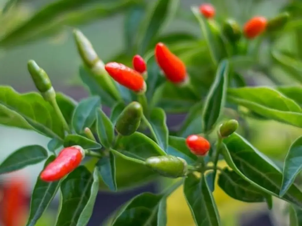 12 Tips for Growing Pequin Peppers Indoors