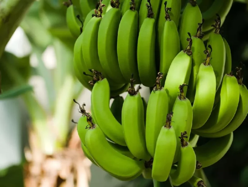Grand Nain Banana - best tasting banana varieties