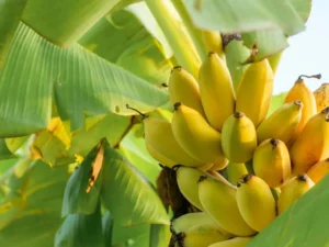 best tasting bannana varieties
