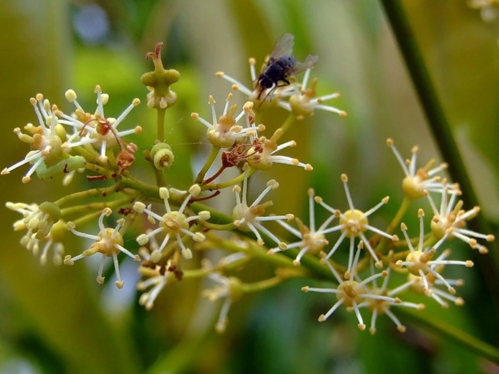 lychee flowers and pollinator
