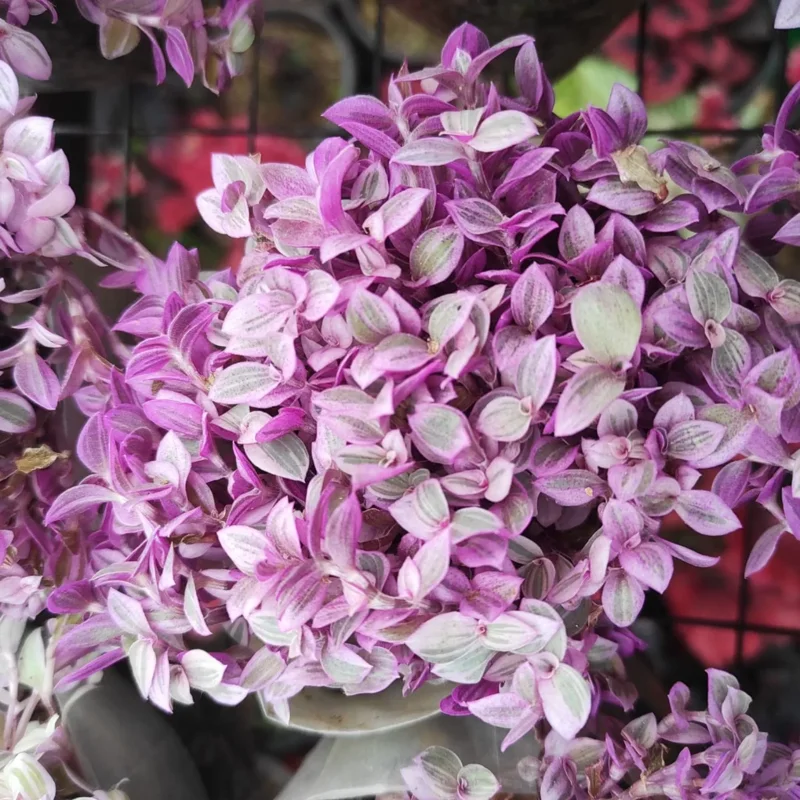 Callisia Repens Pink Tradescantia Live Plant, Turtle Vine Houseplant - 2 Inch Pot