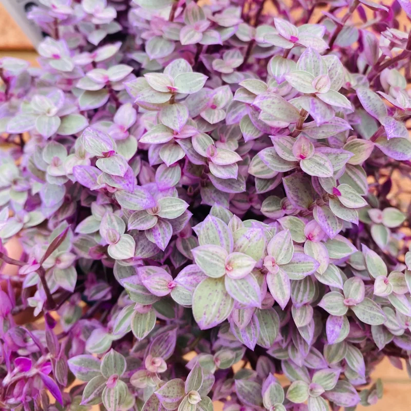 Trailing Pink Tradescantia Callisia Repens Turtle Vine Houseplant - 6 Inch Pot Decoration