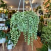 String of Turtles Vine - Trailing Succulent Plant Live - 3 Inch Hanging Plant - Home Decor