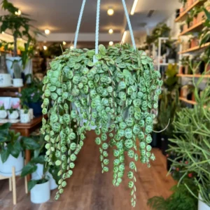 String of Turtles Vine - Trailing Succulent Plant Live - 3 Inch Hanging Plant - Home Decor