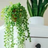 String of Turtles Vine - Trailing Succulent Plant Live - 3 Inch Hanging Plant - Home Decor