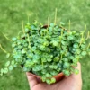 String of Turtles Vine - 4 Inch Potted Trailing Succulent Houseplant
