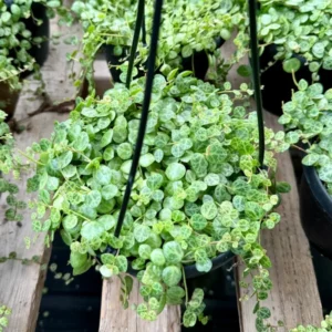 String of Turtles Vine 6" Pot Trailing Succulent Live Plant Indoor Outdoor Decoration