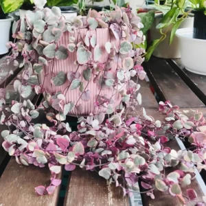 Variegated String of Hearts Plant Live - Ceropegia Woodii Vine Succulent - 2.5" Pot
