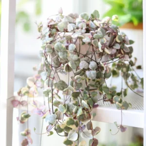 Variegated String of Hearts Plant Live - Ceropegia Woodii Vine Succulent - 2.5