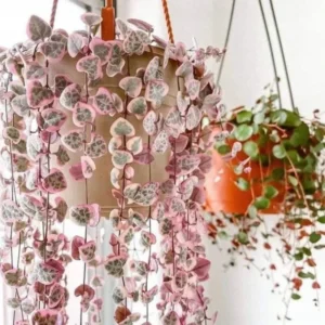 Variegated String of Hearts Plant Live - Ceropegia Woodii Vine Succulent - 2.5" Pot