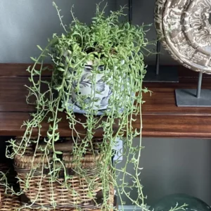 String of Dolphins Plant Live Trailing Succulent 4 Inch Pot Ornamental Houseplant