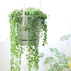 String of Pearls Plant Live Hanging Succulent 2" Indoor Houseplant