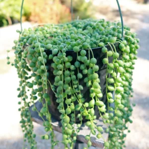 String of Pearls Plant Live Hanging Succulent 2" Indoor Houseplant