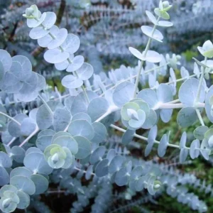 Baby Blue Eucalyptus Plant Live 2.5'' Pot - Home Garden Decoration