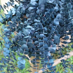 Baby Blue Eucalyptus Plant Live 2.5'' Pot - Home Garden Decoration
