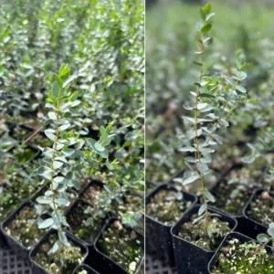 Baby Blue Eucalyptus Plant Live 2.5'' Pot - Home Garden Decoration