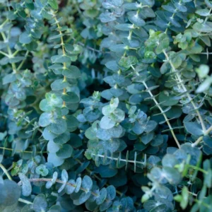 Baby Blue Eucalyptus Plants - 2.5'' Live Houseplant Indoor Outdoor