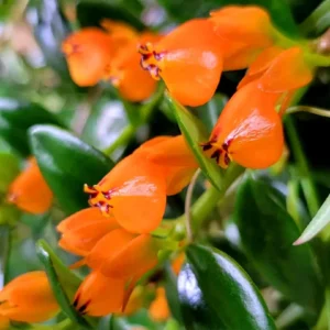 Goldfish Plant Live - 4 Inch Pot - Trailing Indoor Outdoor Houseplant