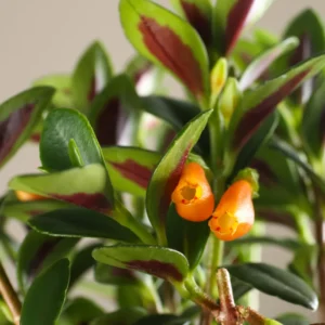 Goldfish Plant Live - 4 Inch Pot - Trailing Indoor Outdoor Houseplant