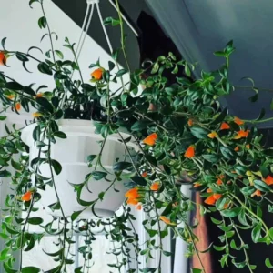 Goldfish Plant Live - 4 Inch Pot - Trailing Indoor Outdoor Houseplant