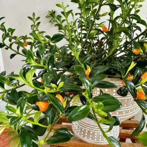 Goldfish Plant Live - 4 Inch Pot - Trailing Indoor Outdoor Houseplant