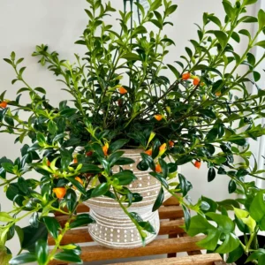 Goldfish Plant Live - 4 Inch Pot - Trailing Indoor Outdoor Houseplant