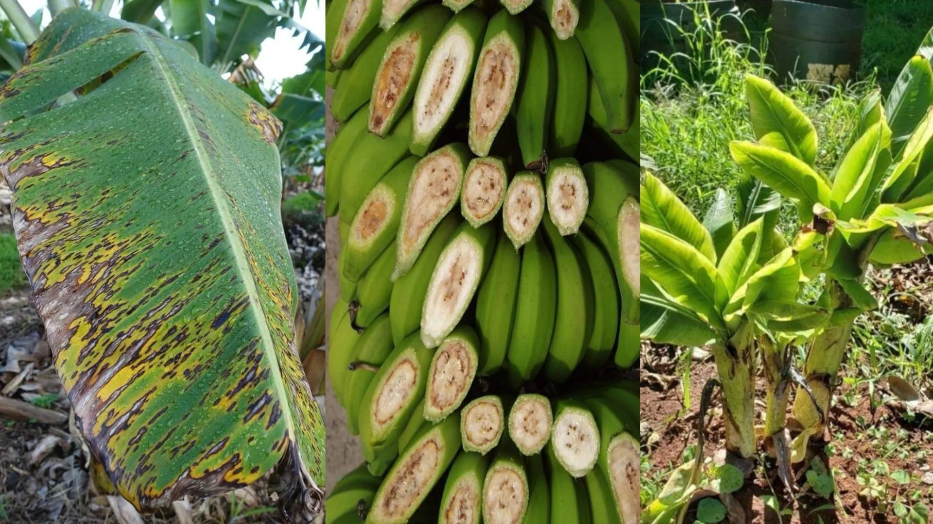 Signs of common Blue Java banana tree problems including leaf spots, internal fruit rot, and weak plant growth.