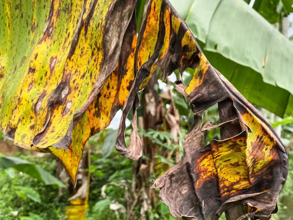 Close-up of Blue Java banana leaf with Black Sigatoka disease, showing yellowing and black streaks