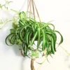 Curly Spider Plant Live Houseplant 4" Pot Indoor Home Garden Ornamental