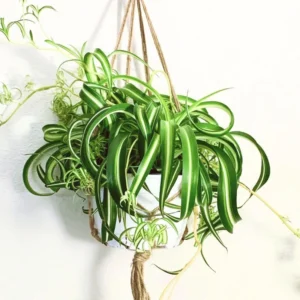 Curly Spider Plant Live Houseplant 4
