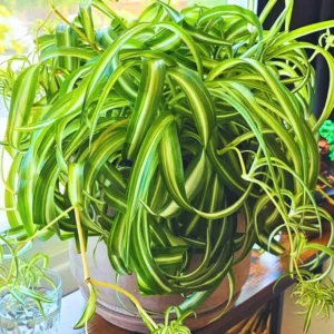 Curly Spider Plant Live Houseplant 4
