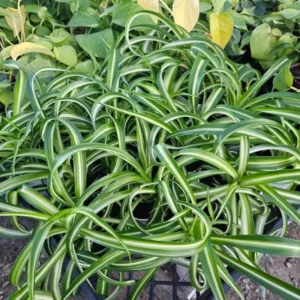 Curly Spider Plant Live Houseplant 2